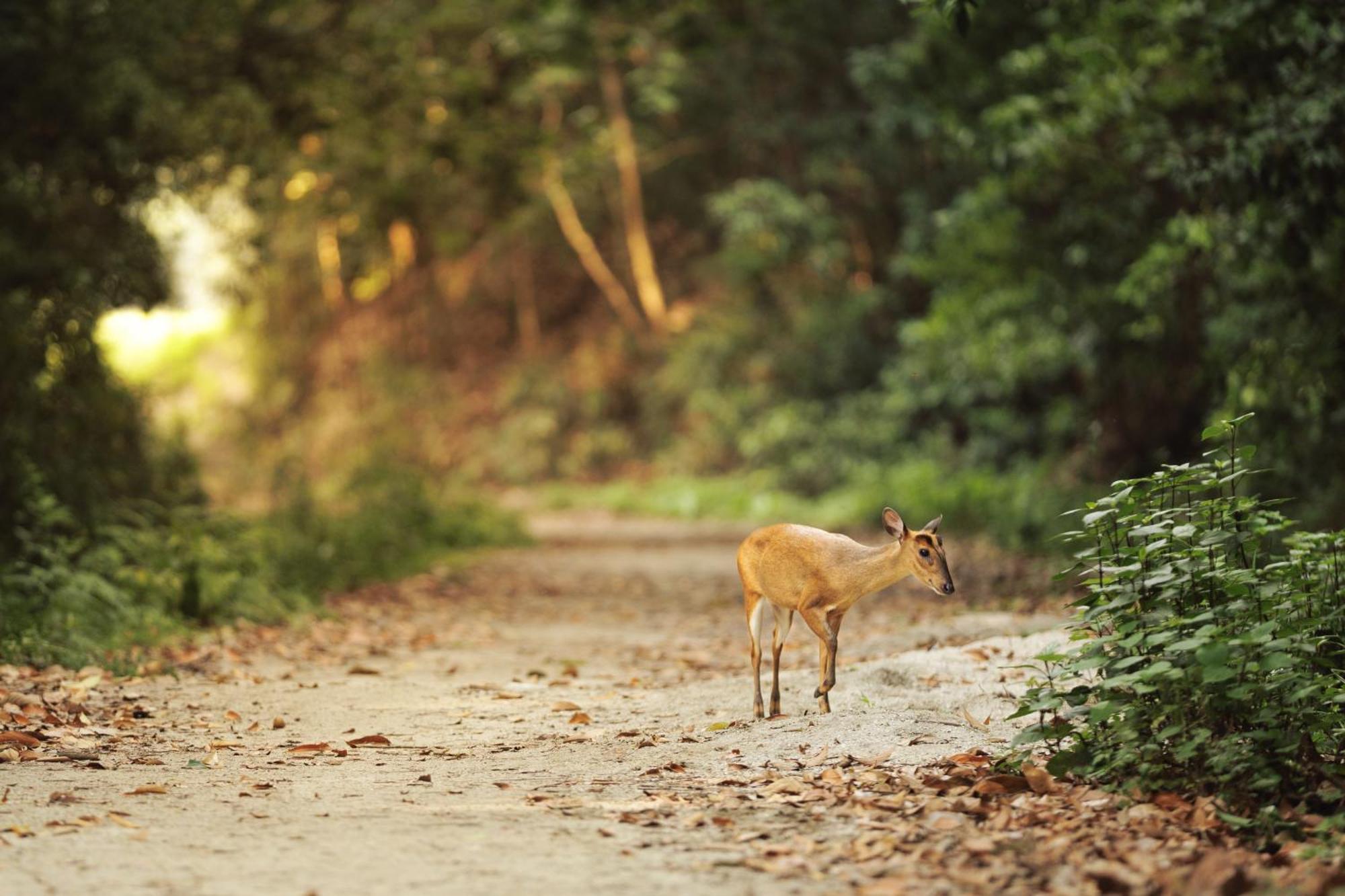 Resort Gokarna Forest